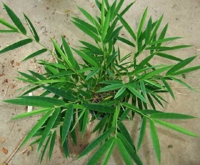 竹子成长历程~~