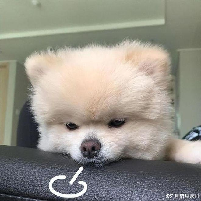 狗狗为何总叹气,是我亏待了它吗?