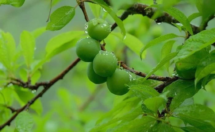 梅子青棉花图片