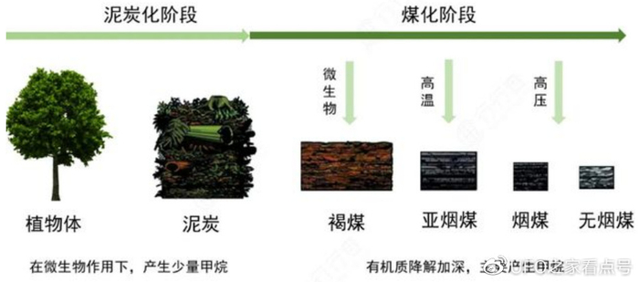 绵延上千公里！煤层厚度达千米，世界最大煤田真的是植物形成的？