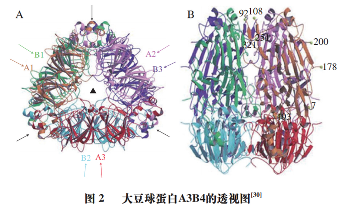 河南工业大学布冠好教授等大豆主要致敏蛋白及其检测技术研究进展