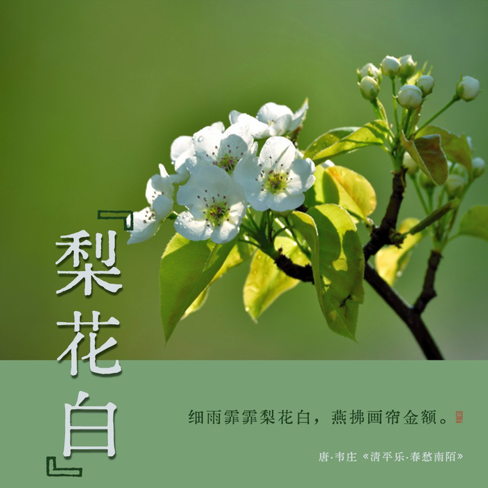 诗词里的中国传统色梨花白