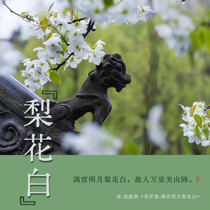 诗词里的中国传统色梨花白