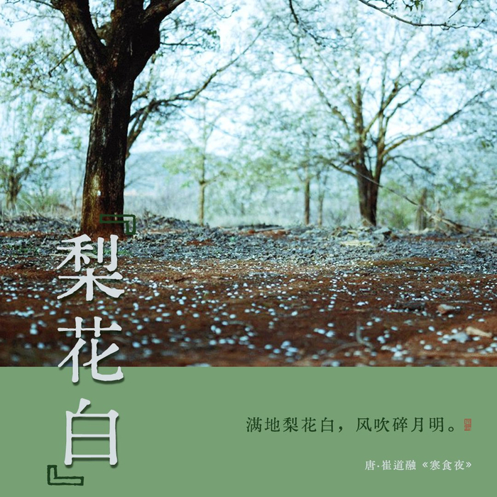 诗词里的中国传统色梨花白