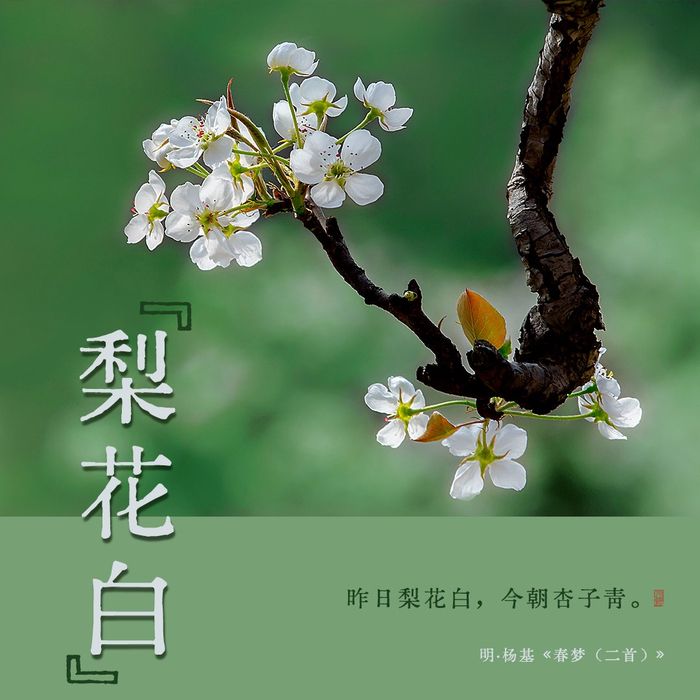 诗词里的中国传统色梨花白