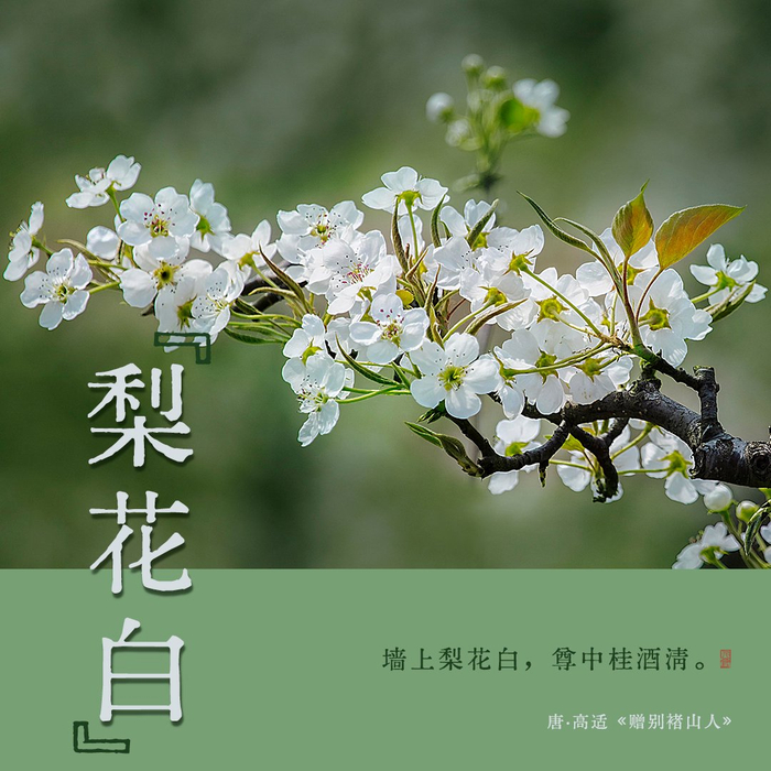 诗词里的中国传统色梨花白