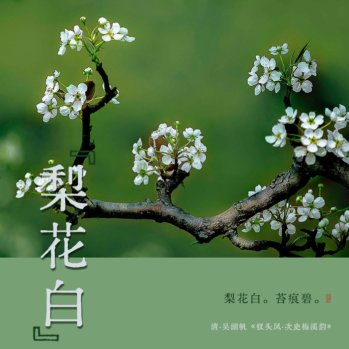 诗词里的中国传统色梨花白