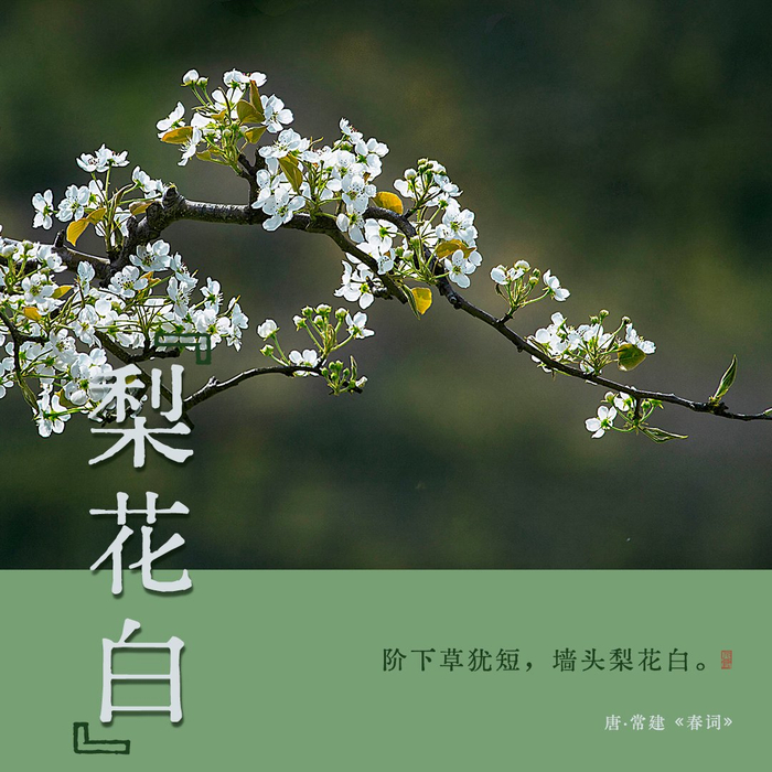 诗词里的中国传统色梨花白