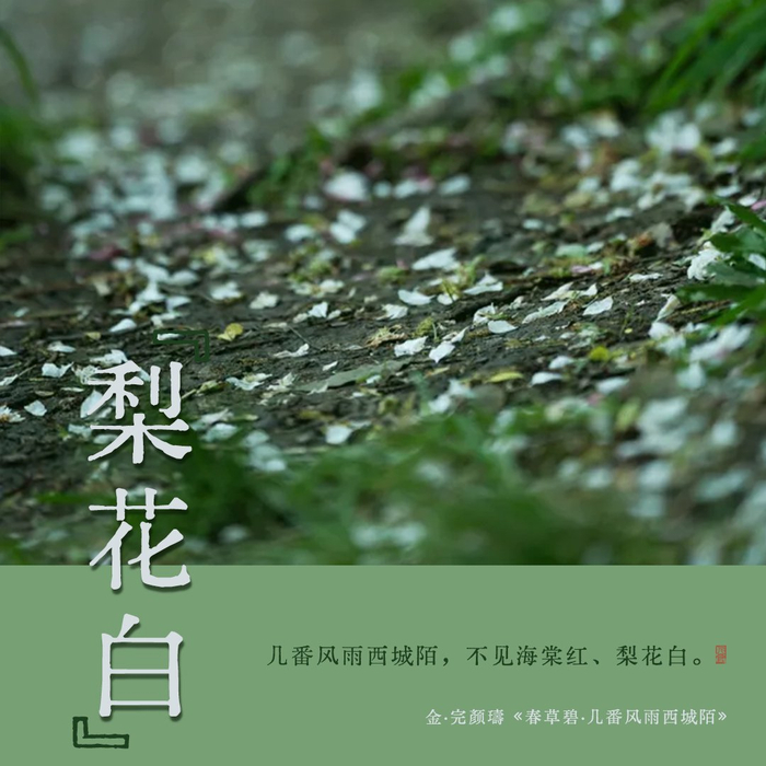 诗词里的中国传统色梨花白