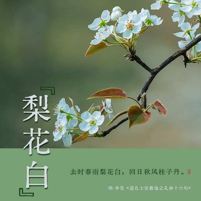 诗词里的中国传统色梨花白