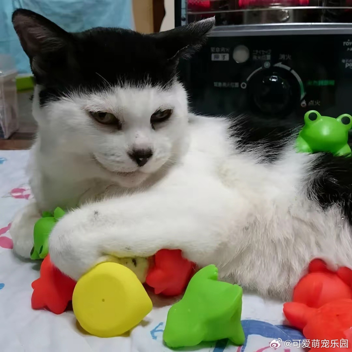 可爱小猫留齐刘海,网友萌翻!