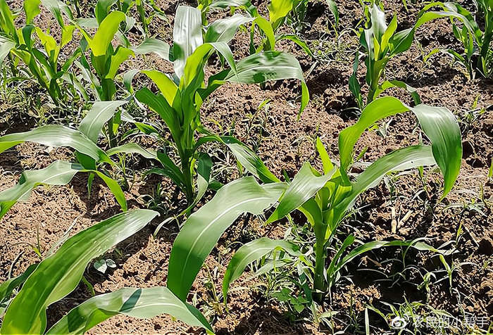 邻居在挨着我家的地里打除草剂，导致我家庄稼被弄死，该如何是好？