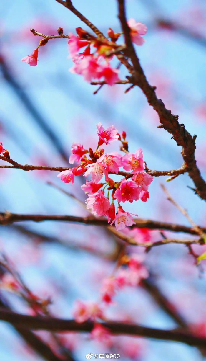 春天繁花似锦的季节尘世喧华几何春花烂漫繁多