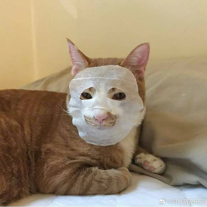 橘猫敷上面膜后,差点以为见鬼了,我是一个没有感情的杀手!
