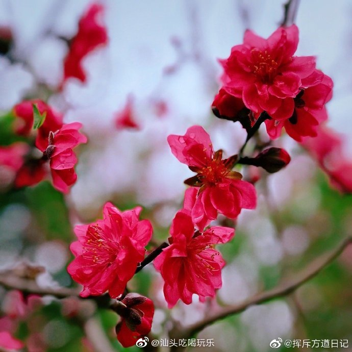 看看潮州沙溪贾里宝树园盛开的桃花