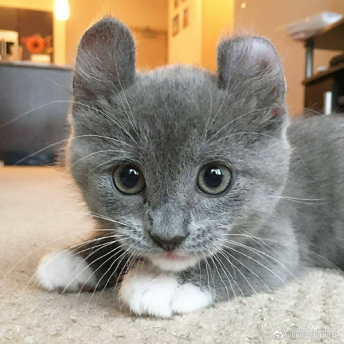 发现一只好可爱的卷耳猫!
