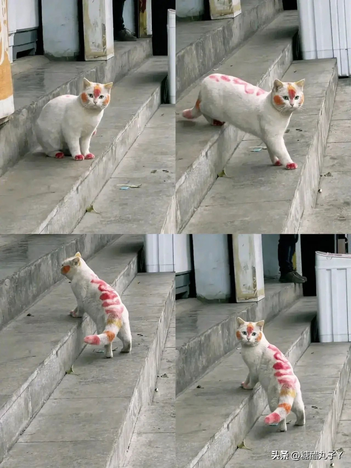 相当于手动给猫咪纹身啊!