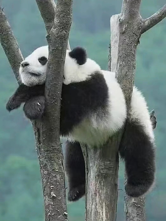 精准捕捉到一只挂在树上的熊猫团子