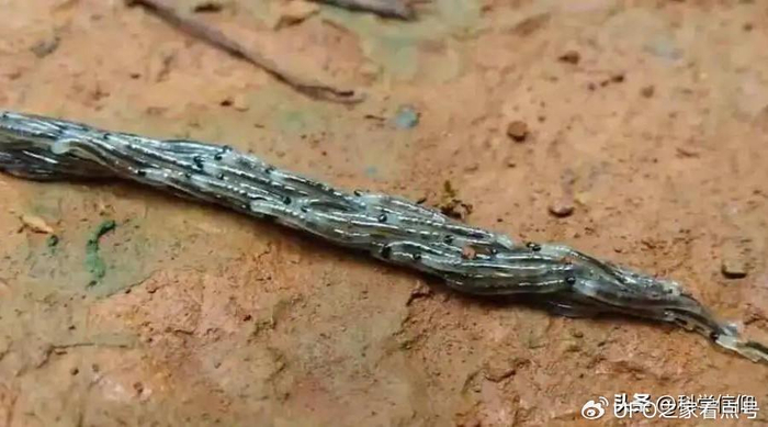 俗称"千脚蛇",其|幼虫|复生|虫子_新浪新闻