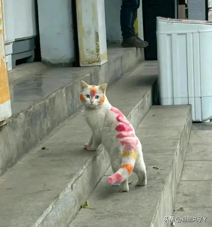 相当于手动给猫咪纹身啊! 67