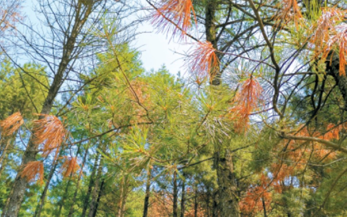 莫把松树红叶当美景，真相：松树红叶是病，仅40天就能要命！|松树|线虫|线虫病_新浪新闻