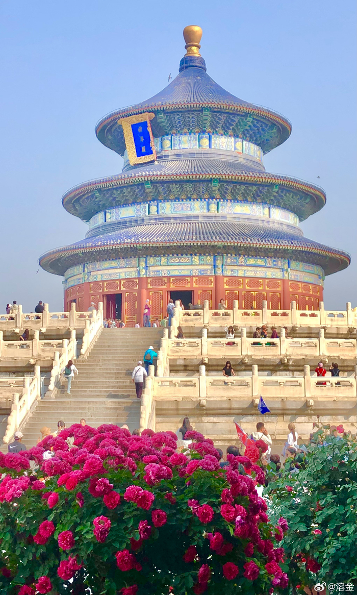 北京天坛公园 月季花拥祈年殿