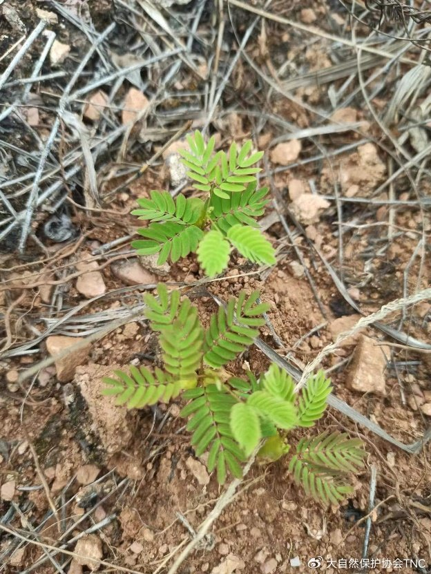 守护南水北调水源地记tnc河南丹江石漠化土地近自然精准修复项目