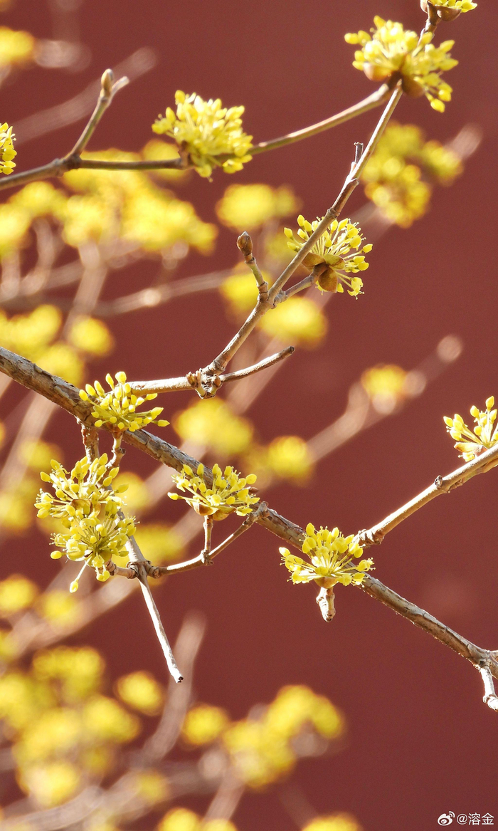 北京北海公园阐福寺山茱萸