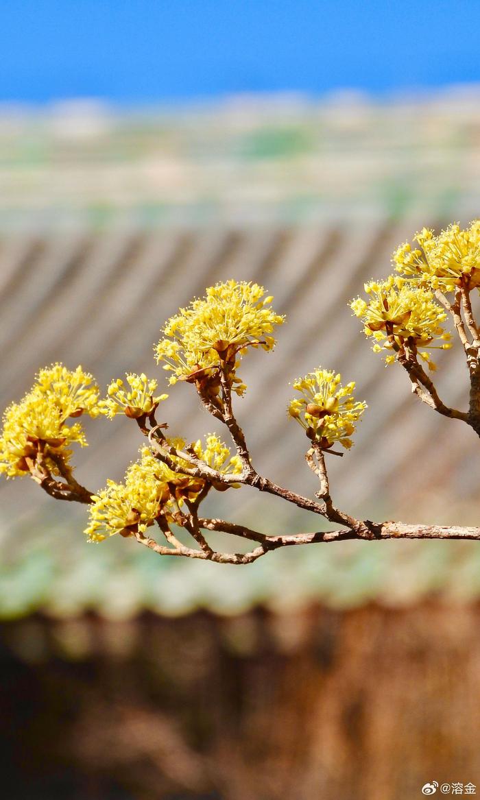 山茱萸树图片大全图片