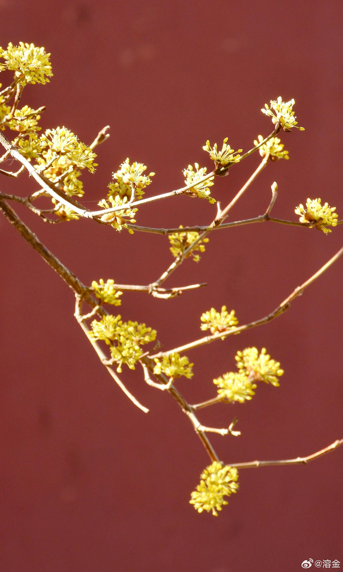 北京北海公园阐福寺山茱萸
