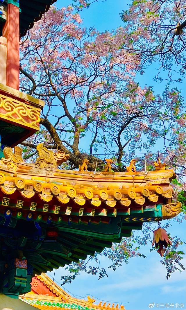 北海公园 阐福寺 楝树花香 摄影