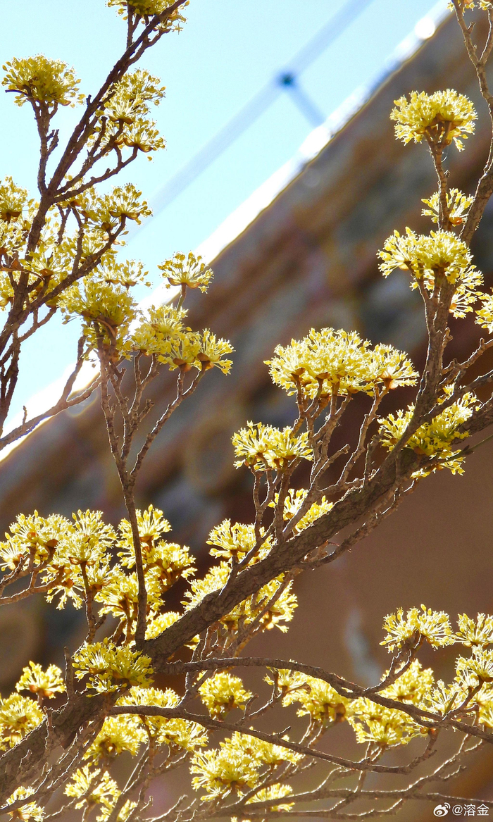 北京北海公园阐福寺山茱萸