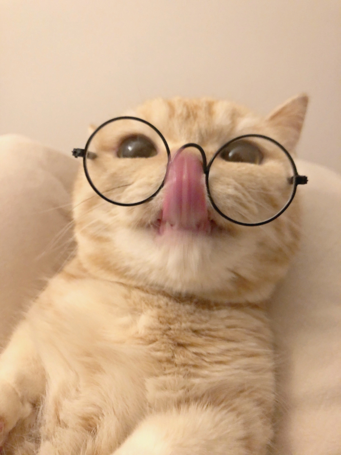 小猫咪可爱头像__财经头条