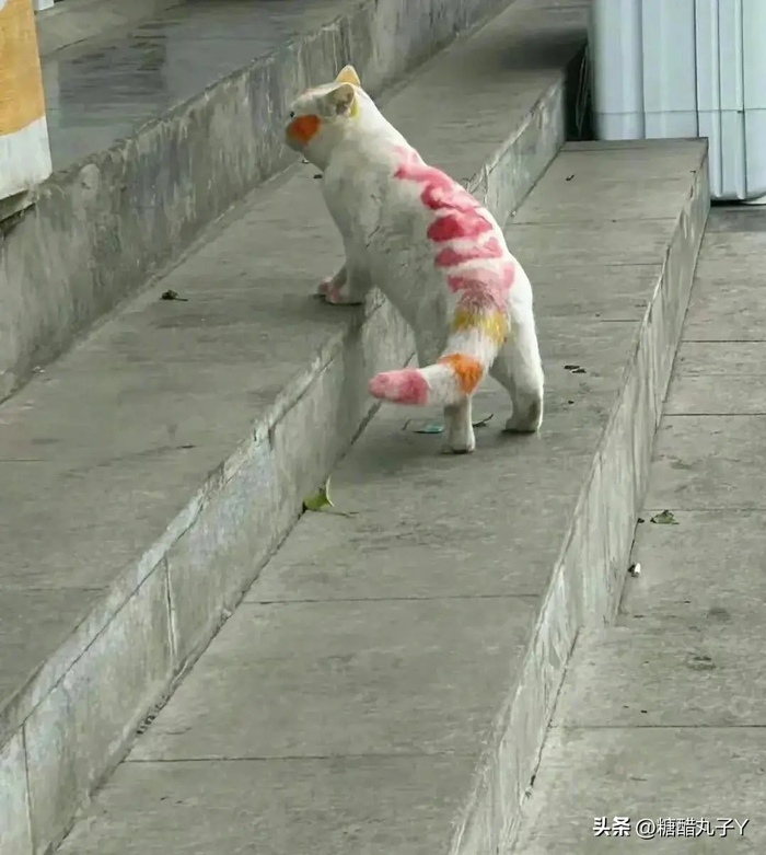 相当于手动给猫咪纹身啊!