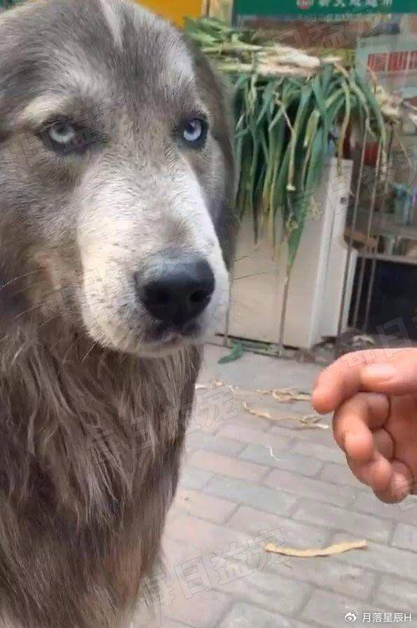 金毛和哈士奇的后代,一不小心串出个煤老板,有钱也买不到|狗狗|狗子