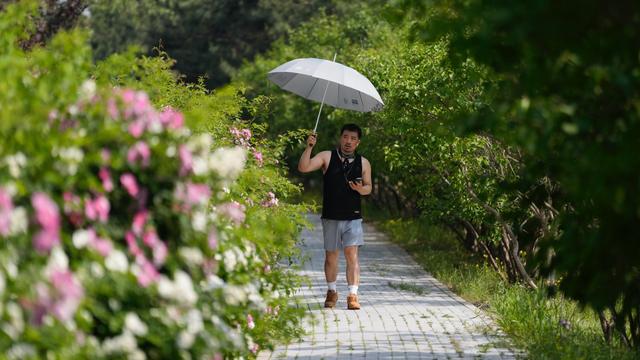 盛夏蔷薇盛放引路人驻足