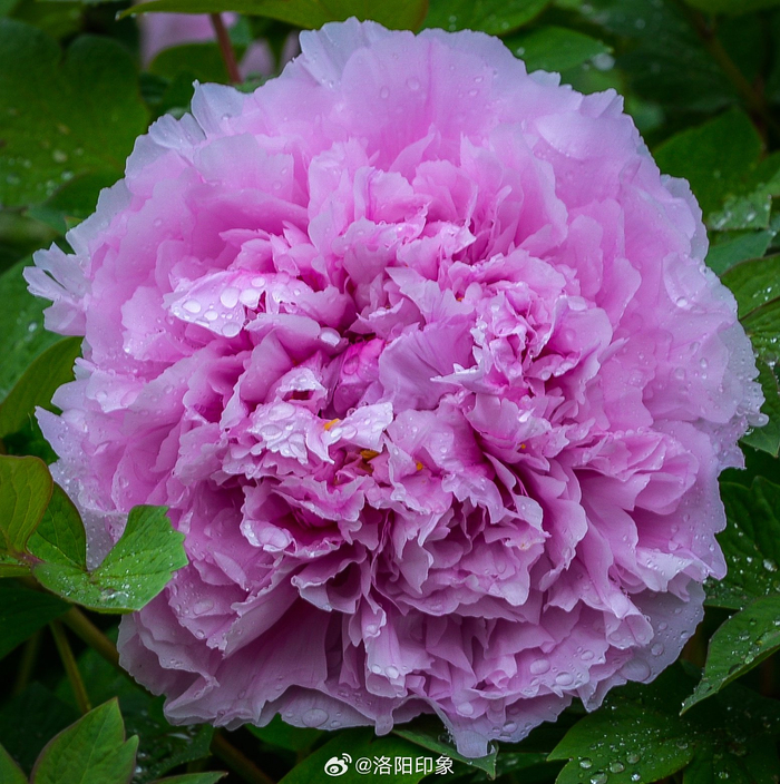 洛阳牡丹甲天下绝对浪得虚名唯有牡丹真国色花开时节动京城