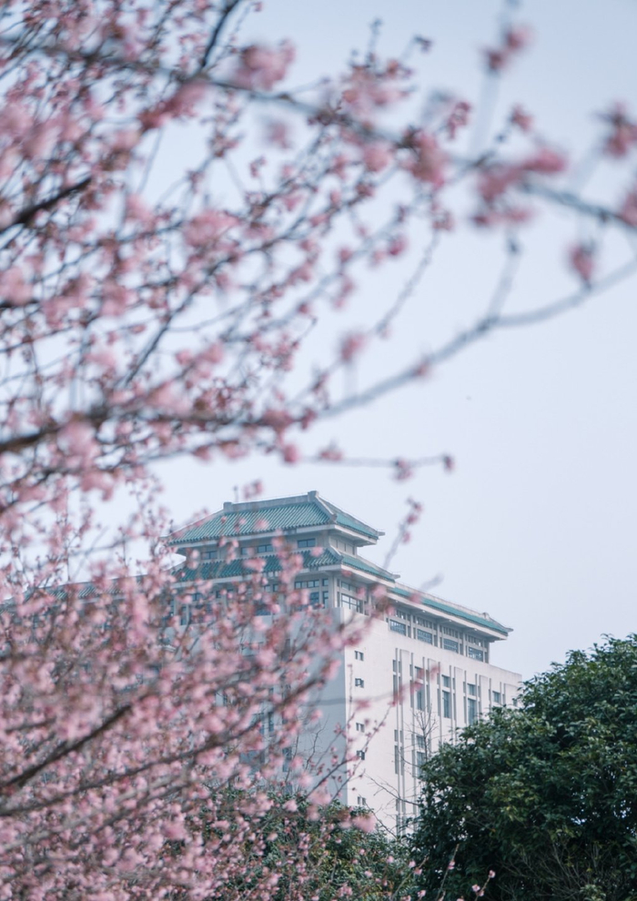 武大,江滩樱花已开!(附预约方式)|武汉市|樱花_新浪新闻