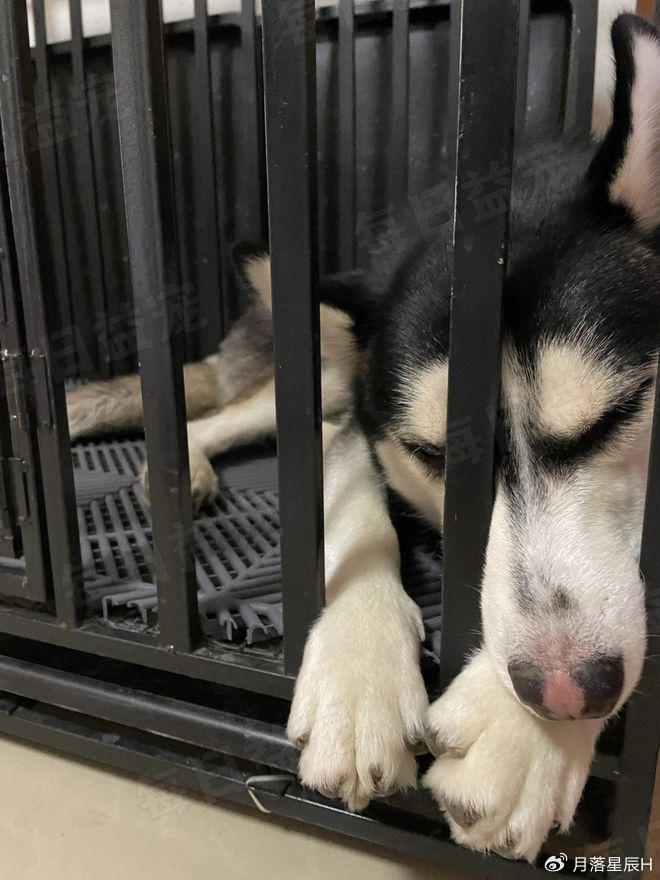 二哈生吞10斤狗粮,差点把肚子撑破,主人:曾吞过2斤石头!