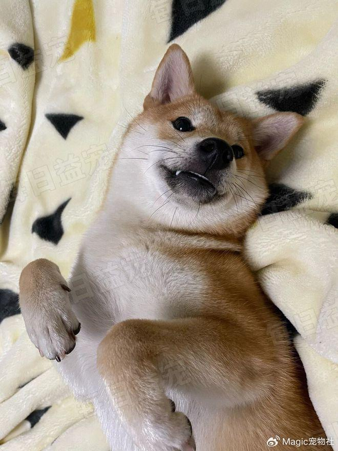前不久,网友被自家柴犬狠狠踹了一脚,腹部顿时疼痛难忍,立即被送进了