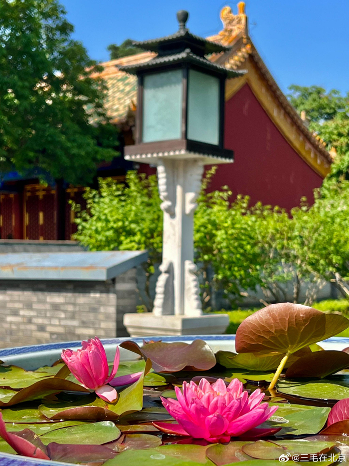 北京北海公园 阐福寺 睡莲开 摄影