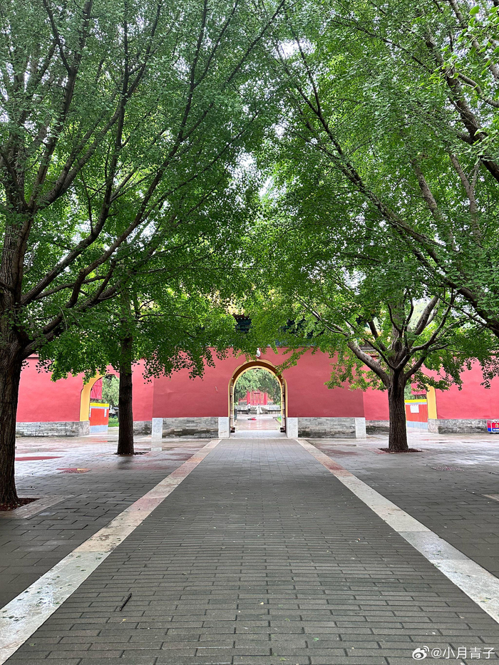 二伏雨中的北京中山公园, 摄影