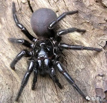 澳大利亚漏斗网蜘蛛亚科又名毒疣蛛亚科(俗名:australian funnel-web