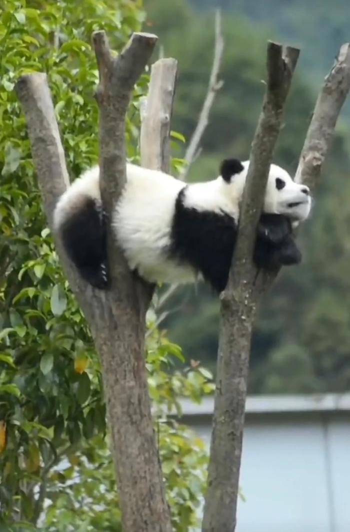 熊猫挂在树上的忧郁图图片