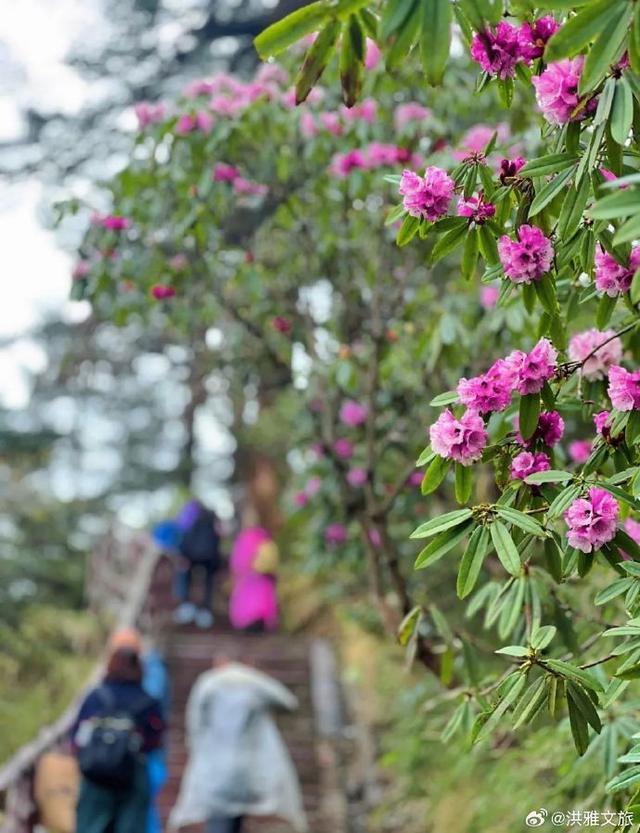 瓦屋山杜鹃盛放至5月中旬，赏花正当时