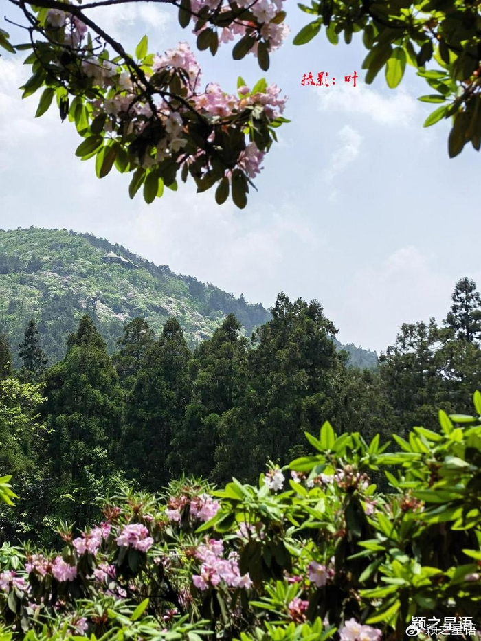 云锦杜鹃,华顶杜鹃,皆风华绝代