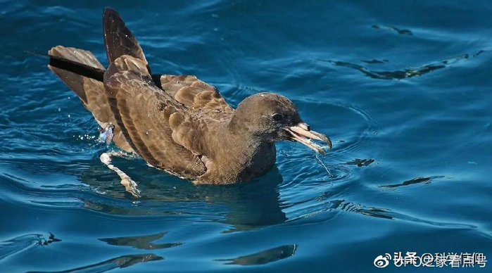 海鸟持续死亡,皆因塑料病而起,塑料病距离人类还有多远?|塑料|鹱|海鸟_新浪新闻