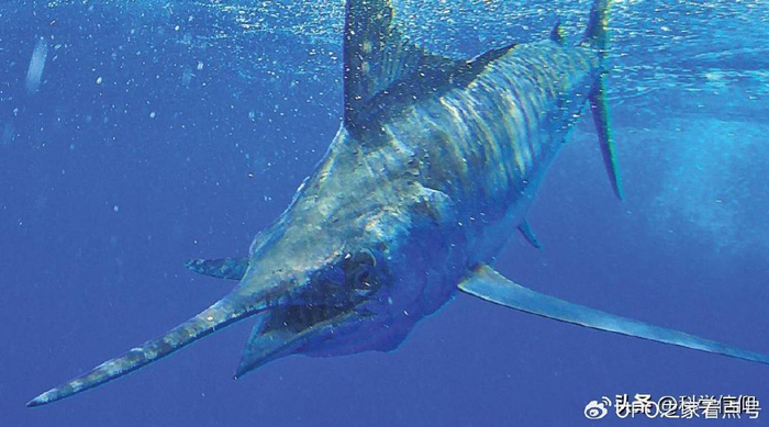 2024-06-11 18:04·科学信仰海洋中有很多顶级猎手,要说哪个最厉害,还