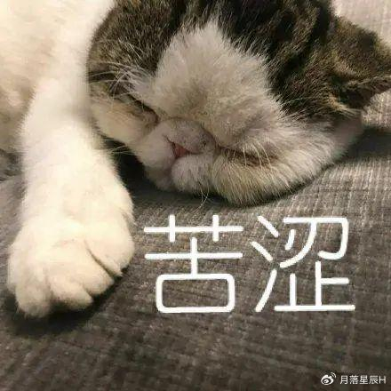 睡醒之后,男票看到的第一眼并不是你,而是身旁刚醒的狗子,此时的它,正
