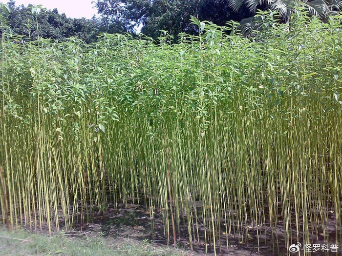 养活印度400多万人|孟加拉国|黄麻|纤维_新浪新闻